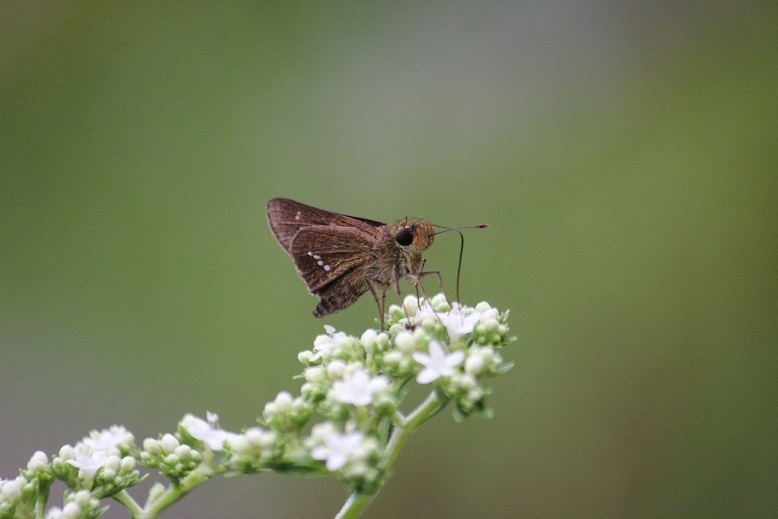 イチモンジセセリ