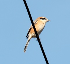 電線モズオくん