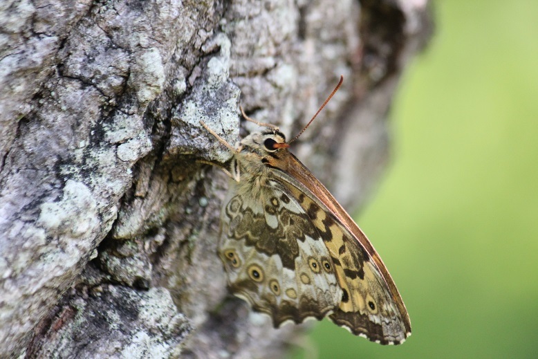 サトキマダラヒカゲ