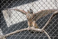チョウゲンボウ　多摩動物園