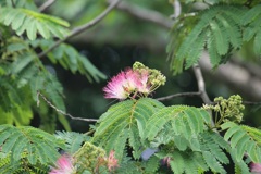 ネムノキの花