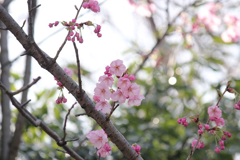 桜
