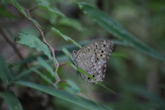 サトキマダラヒカゲ