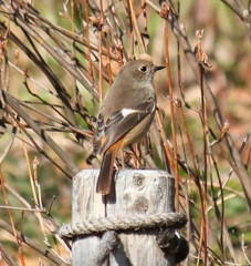 ジョビ子ちゃん