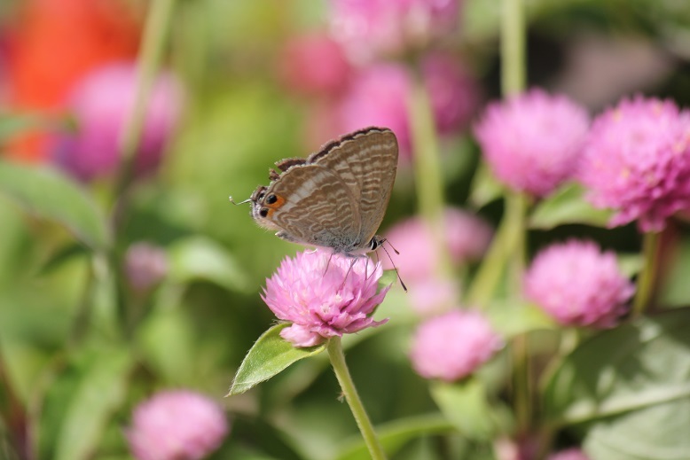 ウラナミシジミ