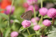 ウラナミシジミ