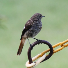 ジョウビタキのメス