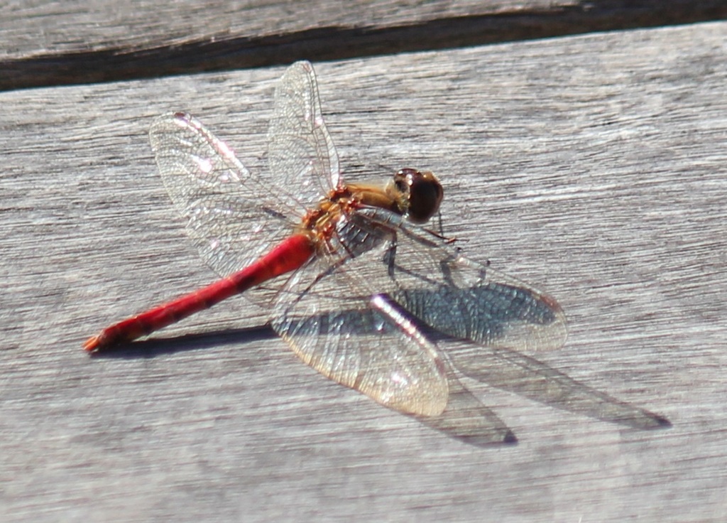 １２月７日アキアカネ