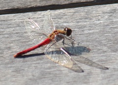 １２月７日アキアカネ