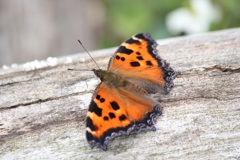 ヒオドシチョウ