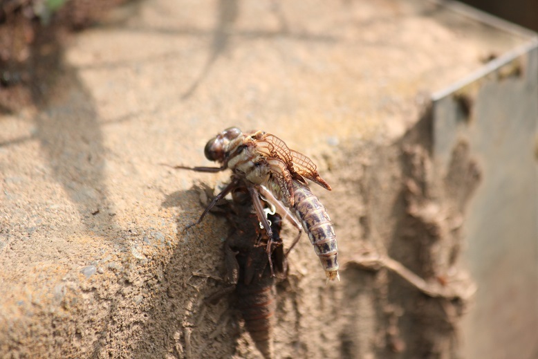 ヤマサナエの羽化4