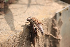 ヤマサナエの羽化4