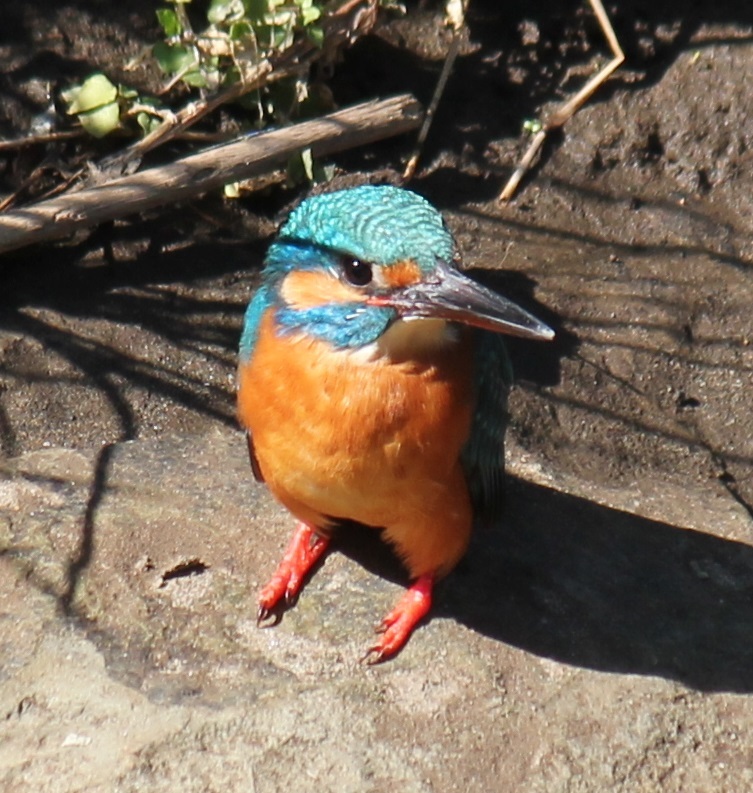 カワセミ