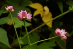 ママコノシリヌグイ（継子の尻拭い）