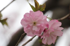 八重桜