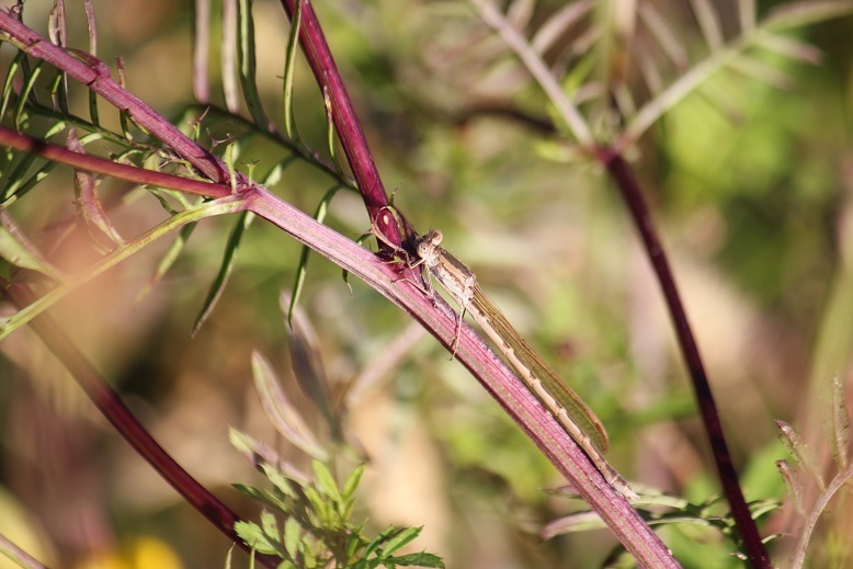 オツネントンボ