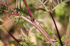 オツネントンボ