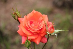 薔薇