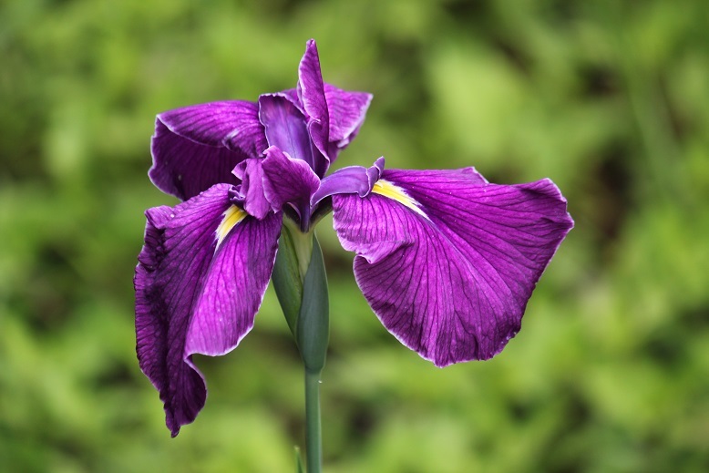 菖蒲
