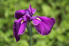 菖蒲