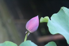 オオガハスの蕾
