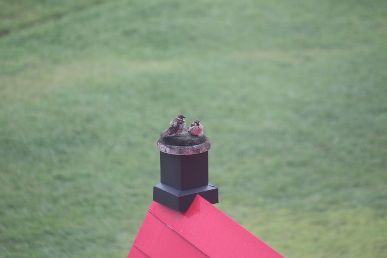 白馬のチュンチュン