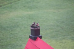 白馬のチュンチュン