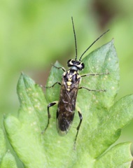 蜂