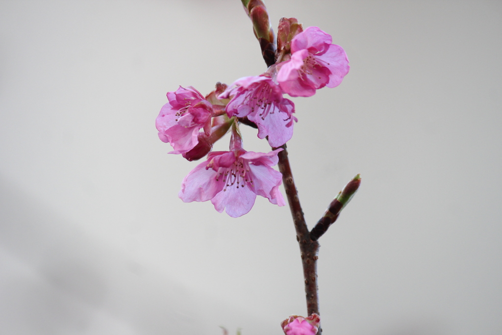 緋寒桜