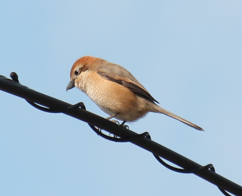 電線モズ子ちゃん