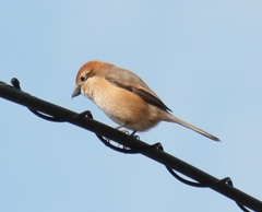 電線モズ子ちゃん