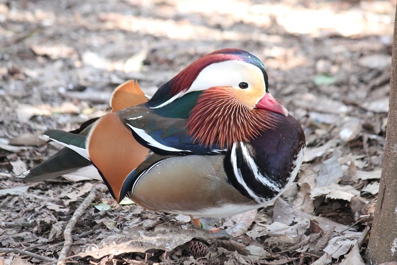オシドリ　オス　多摩動物園