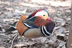 オシドリ　オス　多摩動物園