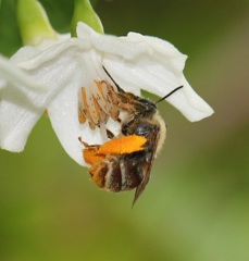 蜂
