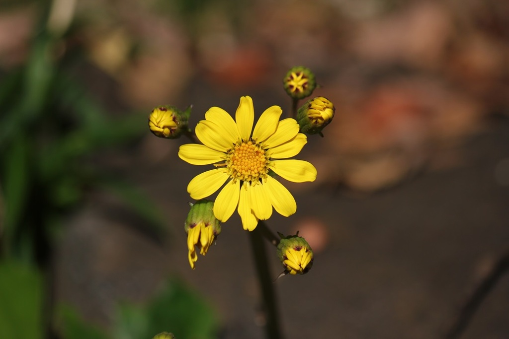 ツワブキの花