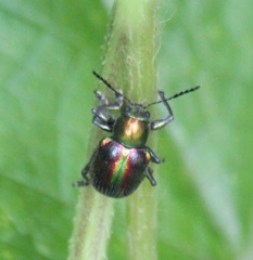 アカガネサルハムシ