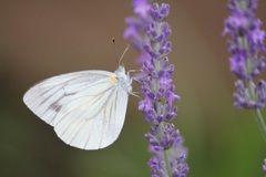 モンシロチョウ