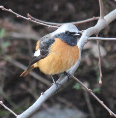 まん丸ジョビオ君