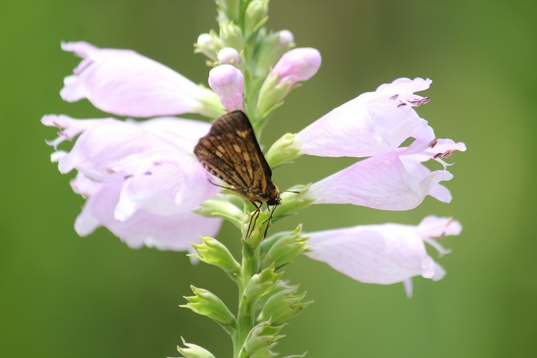 コチャバネセセリ