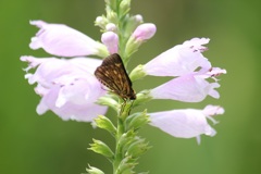 コチャバネセセリ