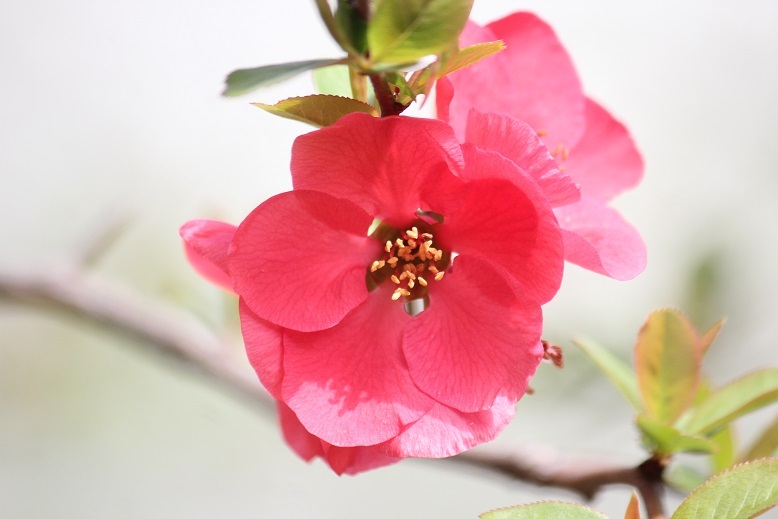 ボケの花