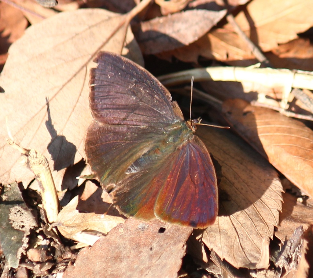 ムラサキツバメ　オス