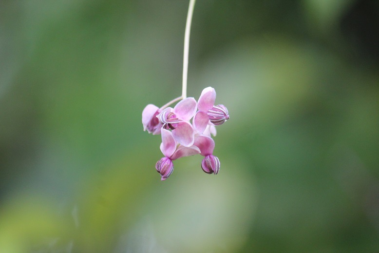 アケビの花