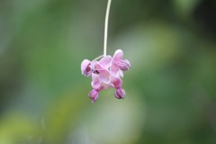 アケビの花
