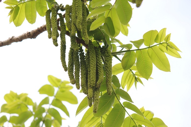 オニグルミの雄花