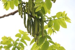 オニグルミの雄花