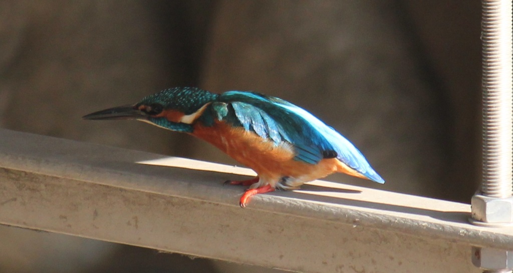 ブランコカワちゃん