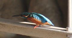 ブランコカワちゃん