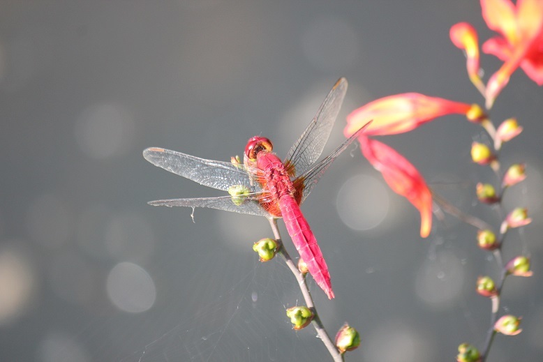 ショウジョウトンボ