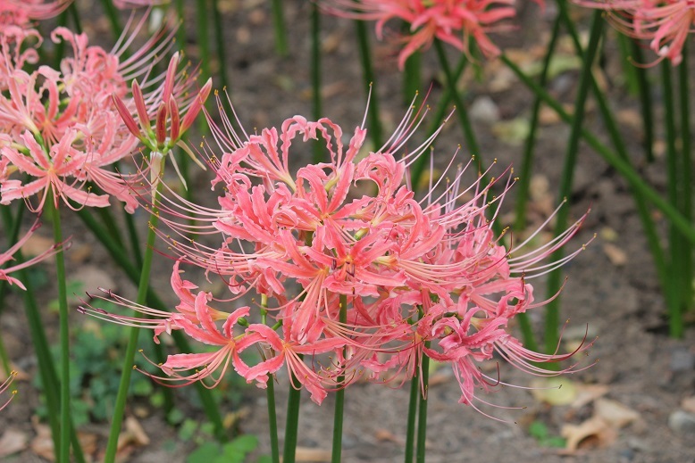 ピンクの彼岸花